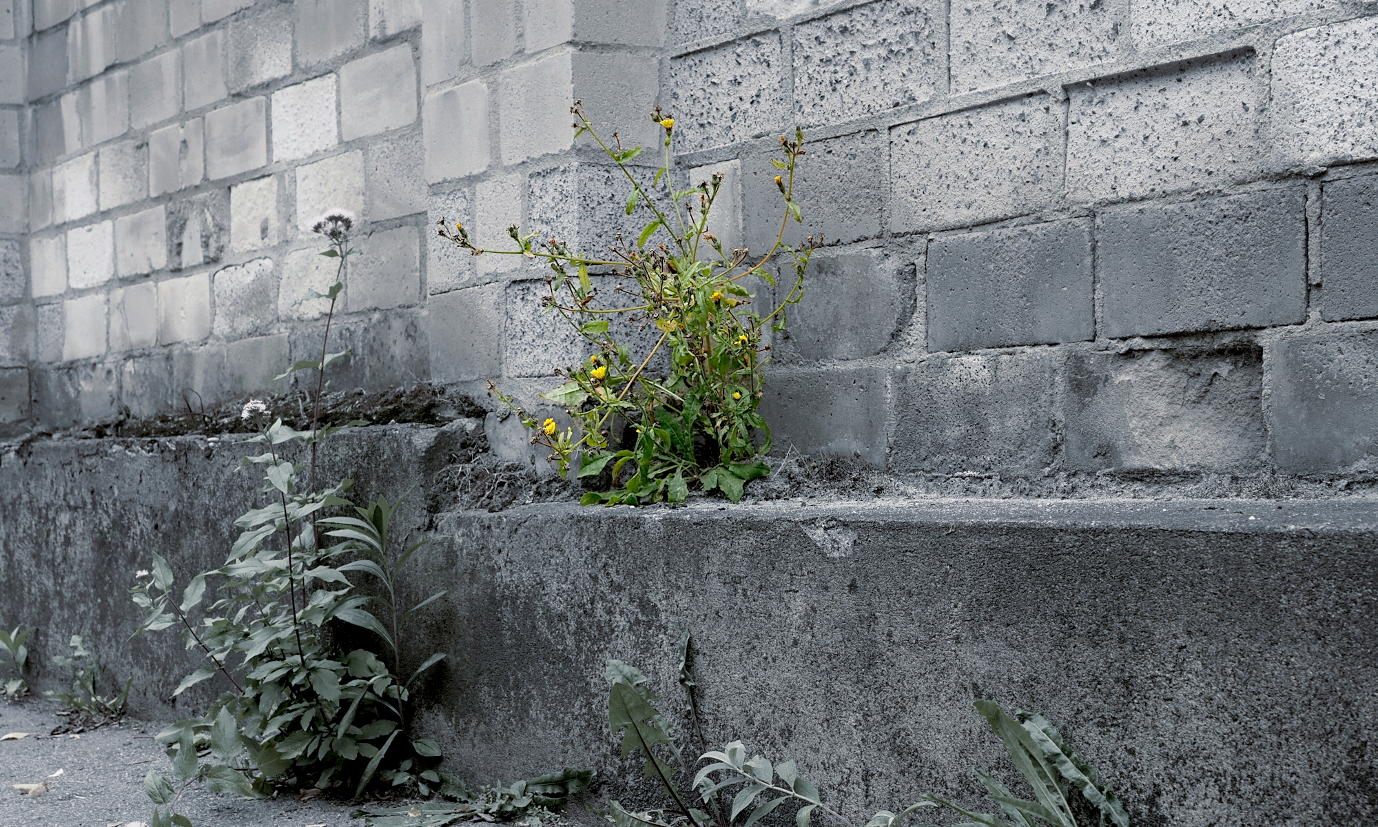 Archiv-Header Mauerblumen